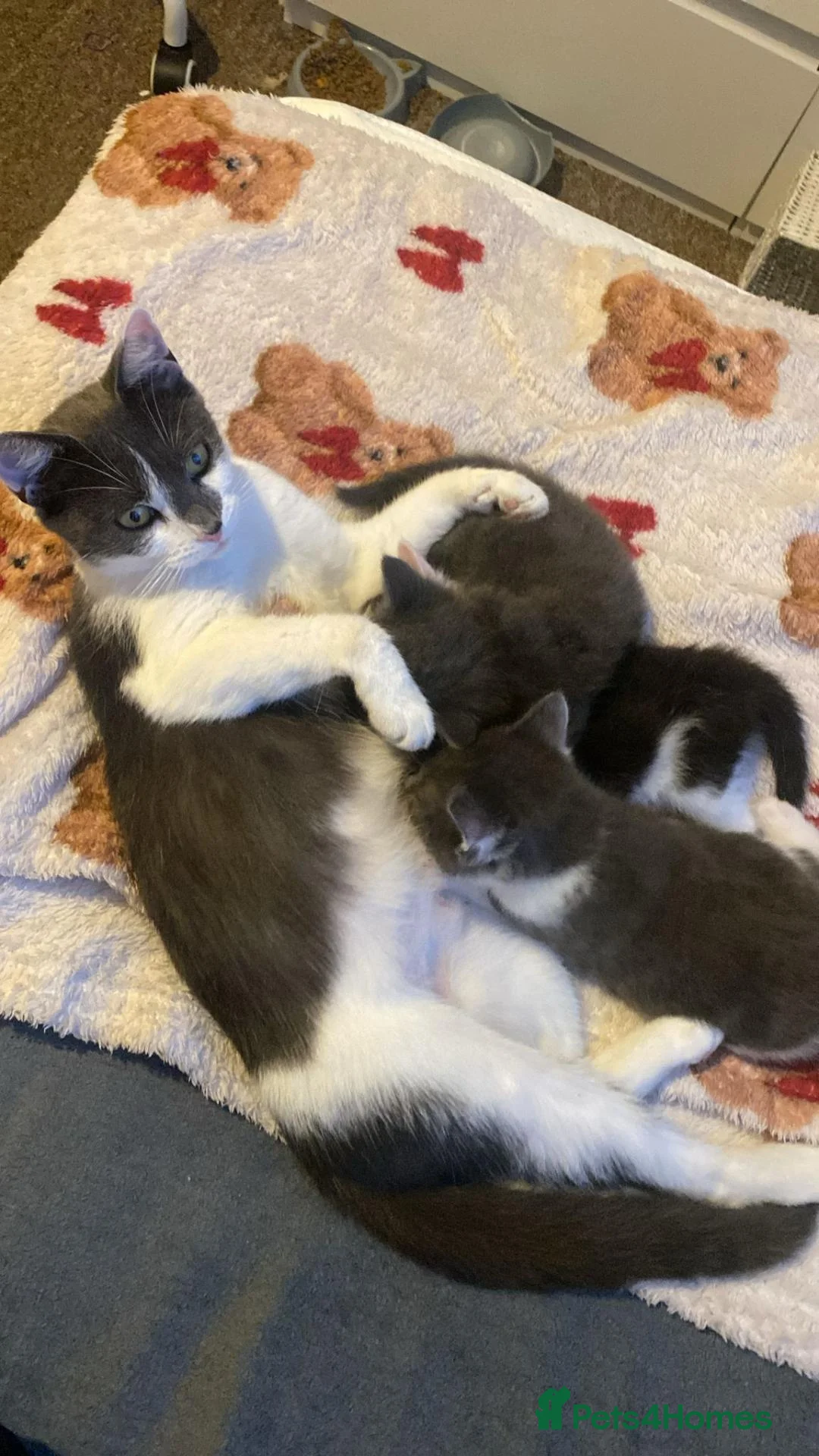 Domestic Shorthair cats for sale: Kittens for sale x5 - Advert 1