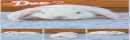 French Lop rabbits for sale: Beautiful French Lop Babies - Advert 3