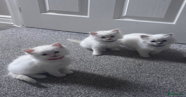 Ragdoll cats - Advert 6