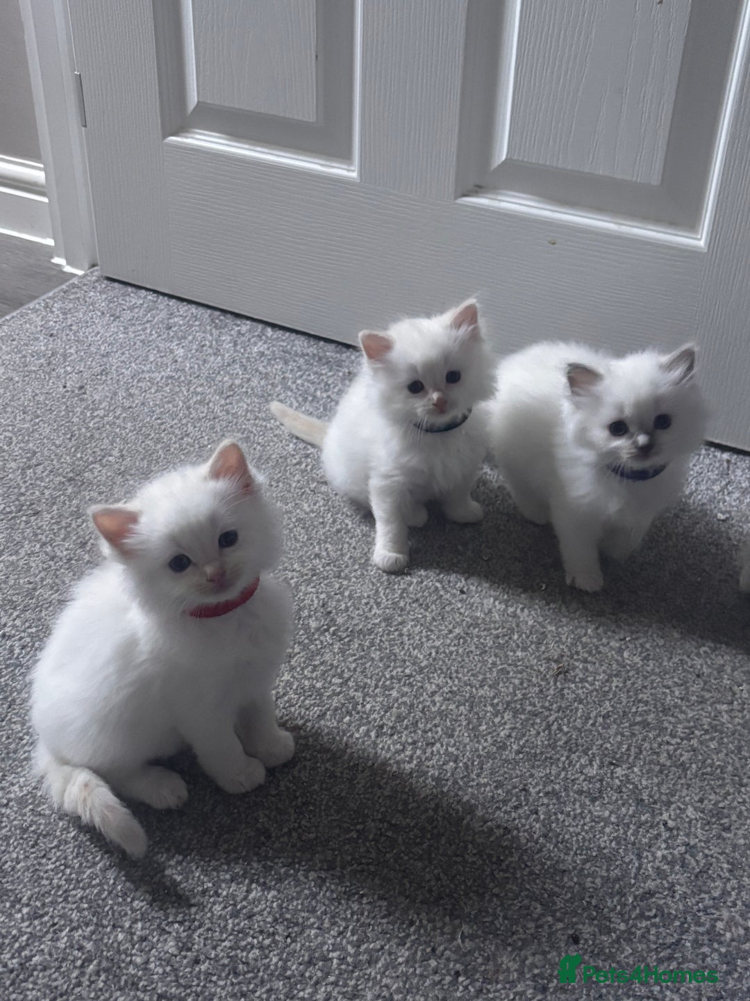 Ragdoll cats for sale: Ragdoll Kittens  - Image 2