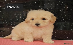 Maltipoo dogs for sale: Quality Champion Apricot Teddy toy Maltipoo's 🧸 - Image 24