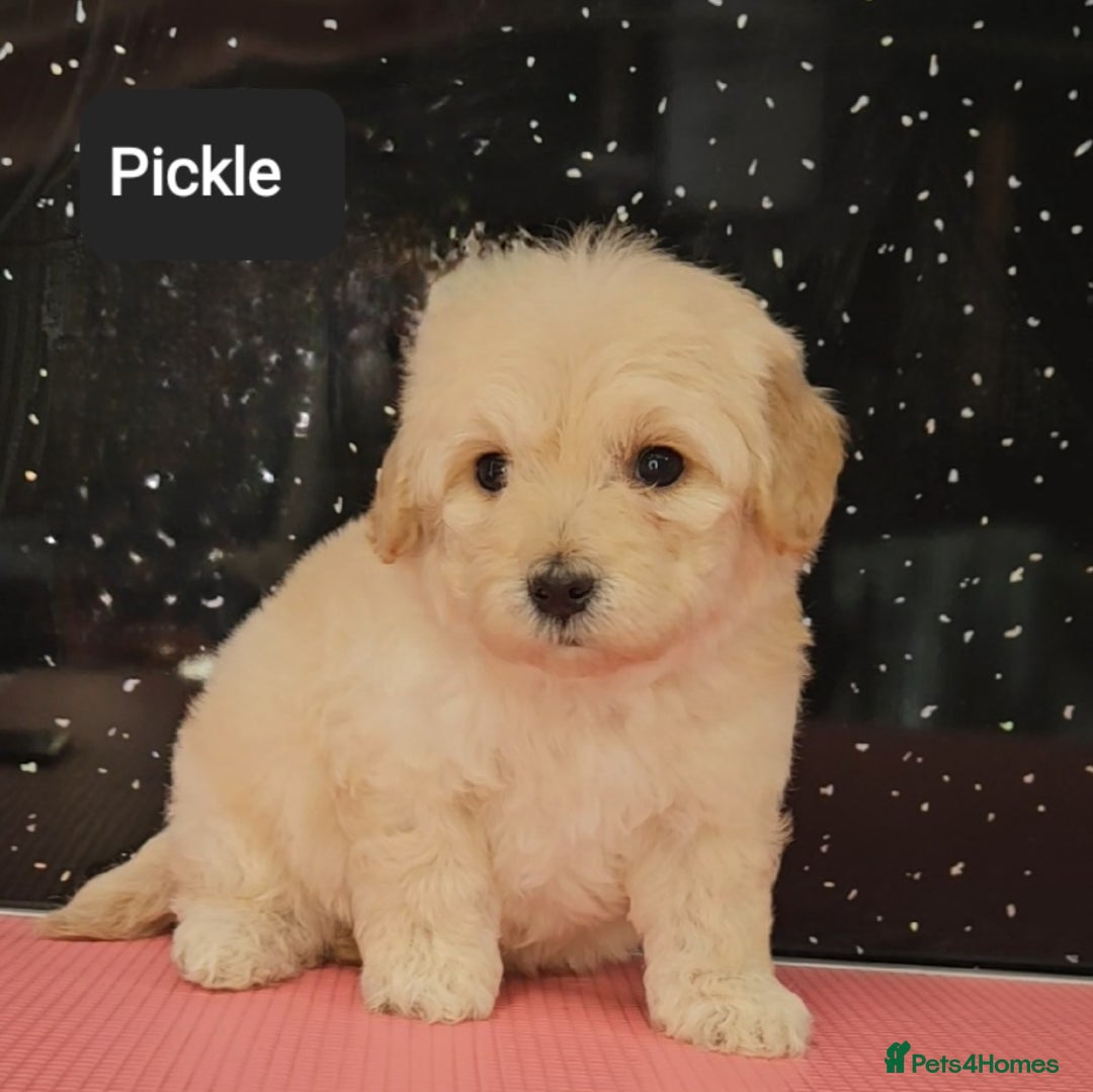 Maltipoo dogs for sale: Quality Champion Apricot Teddy toy Maltipoo's 🧸 - Image 24
