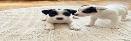 Jack Russell dogs for sale: Jack Russell puppies  - Advert 4
