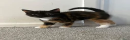 Mixed Breed cats for sale: British short hair Cross - Advert 16