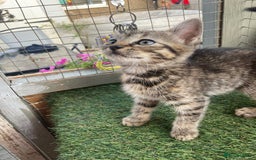Mixed Breed cats for sale: 2 beautiful kittens  - Image 4
