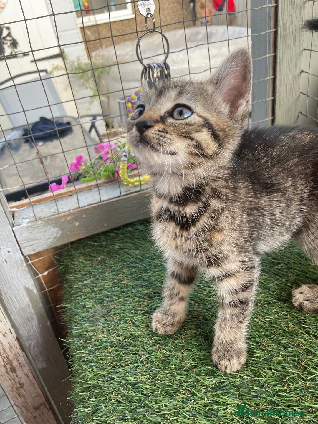 Mixed Breed cats for sale: 2 beautiful kittens  - Image 4