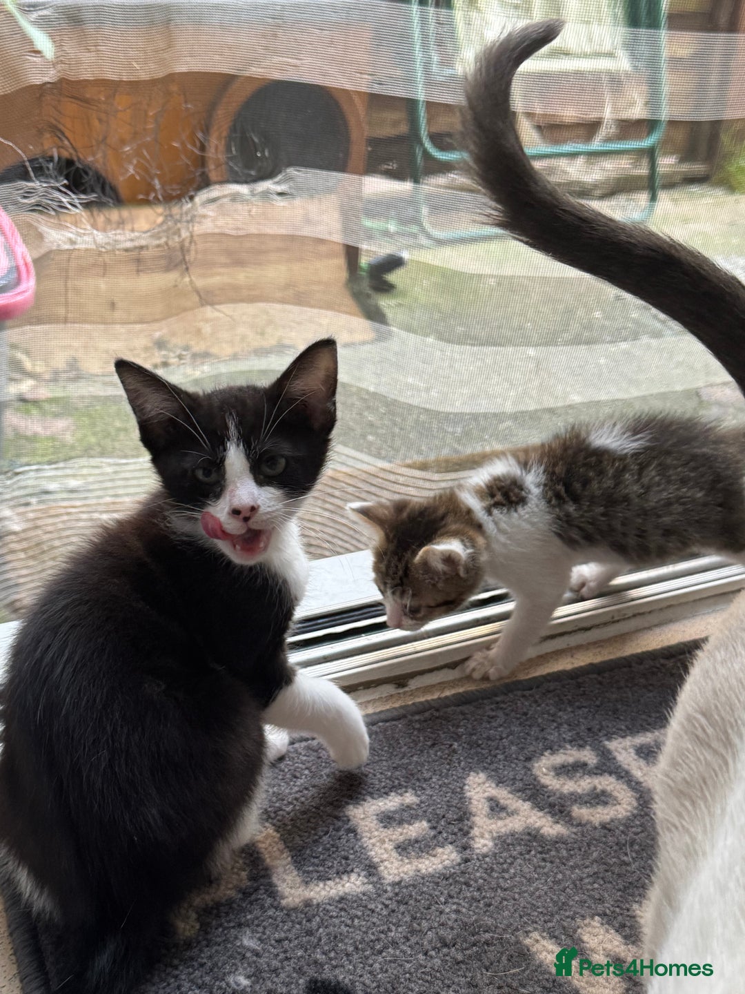 Mixed Breed cats for sale: Two beautiful ladies 💜 - Image 16