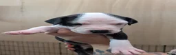 Mixed Breed dogs for sale: Borador bully puppies x3 girl viewings now  - Advert 18