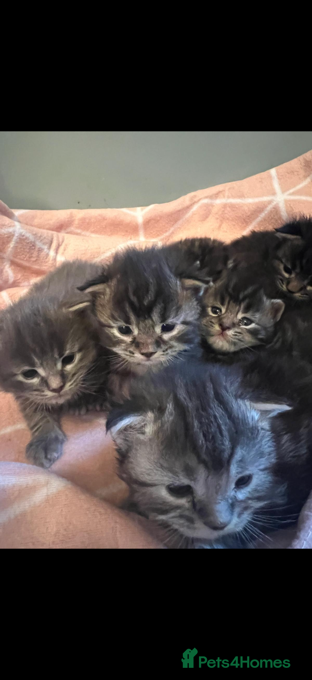 Maine Coon cats for sale: Full breed gorgeous Mainecoon kittens ready Jan 31 - Advert 4