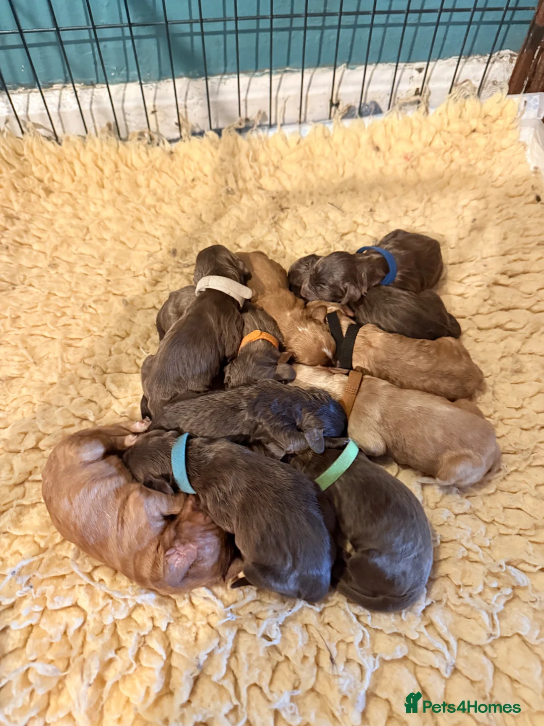 Cocker Spaniel dogs for sale: Cocker spaniels for sale - Advert 2