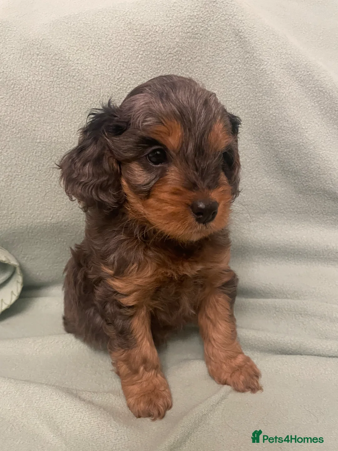 Cockapoo dogs for sale: 4 Toy cocker poos  - Advert 19