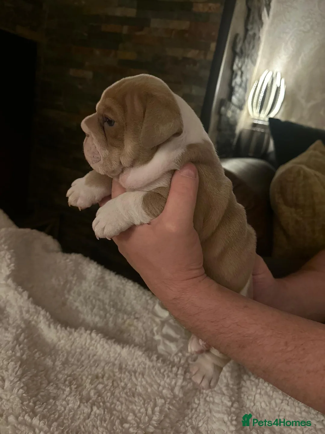 English Bulldog dogs for stud: English bulldog stud - KC registered in Wickford - Advert 13