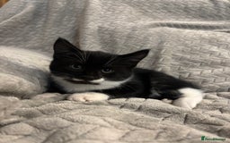 Mixed Breed cats for sale: 5 Gorgeous Kittens  - Image 6