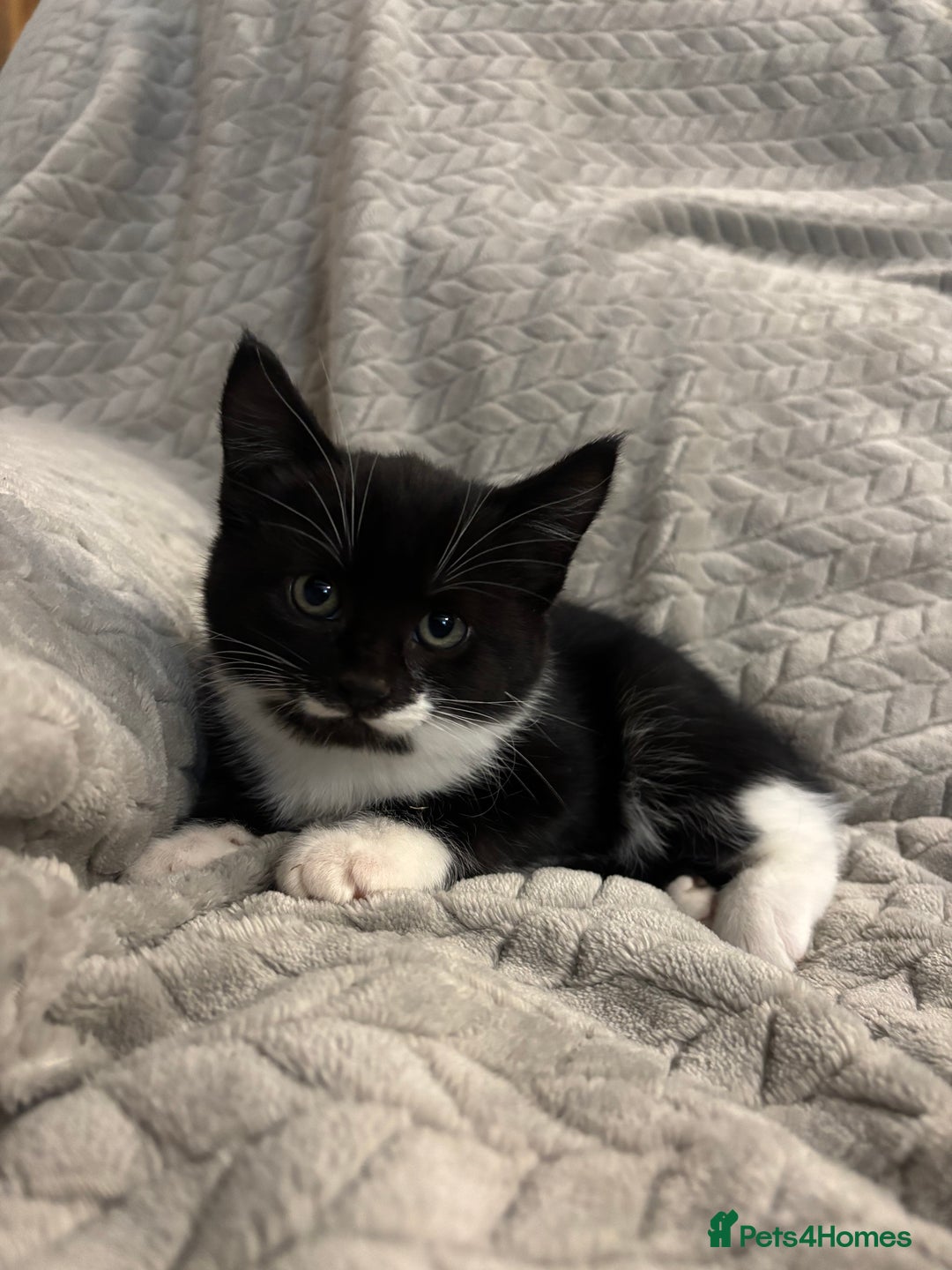 Mixed Breed cats for sale: 5 Gorgeous Kittens  - Image 6