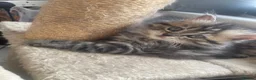 Mixed Breed cats for sale: Adorable Persian-X kittens for sale  - Advert 13