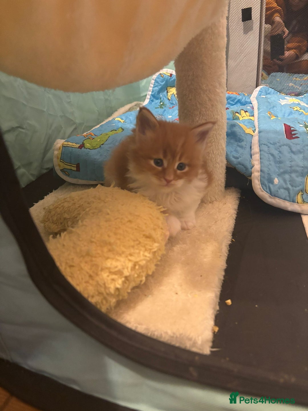 Maine Coon cats for sale: ARIODREAMMAINECOON  - Advert 13