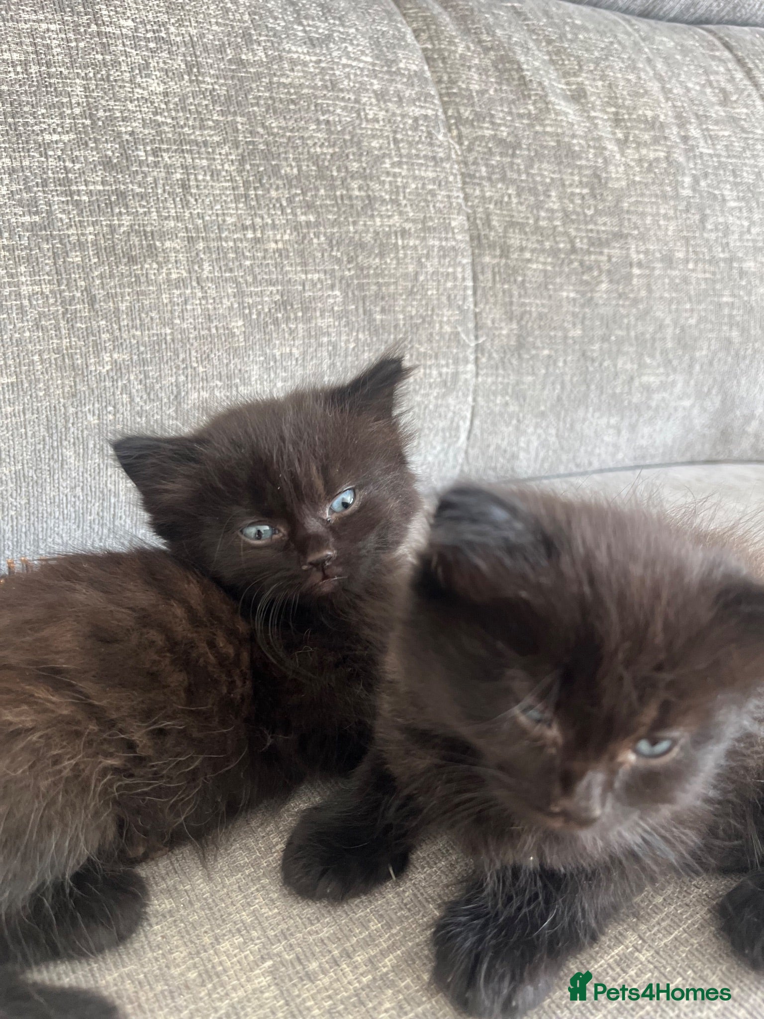 Mixed Breed cats Last boy available Ragdoll cross kittens  - Advert 21