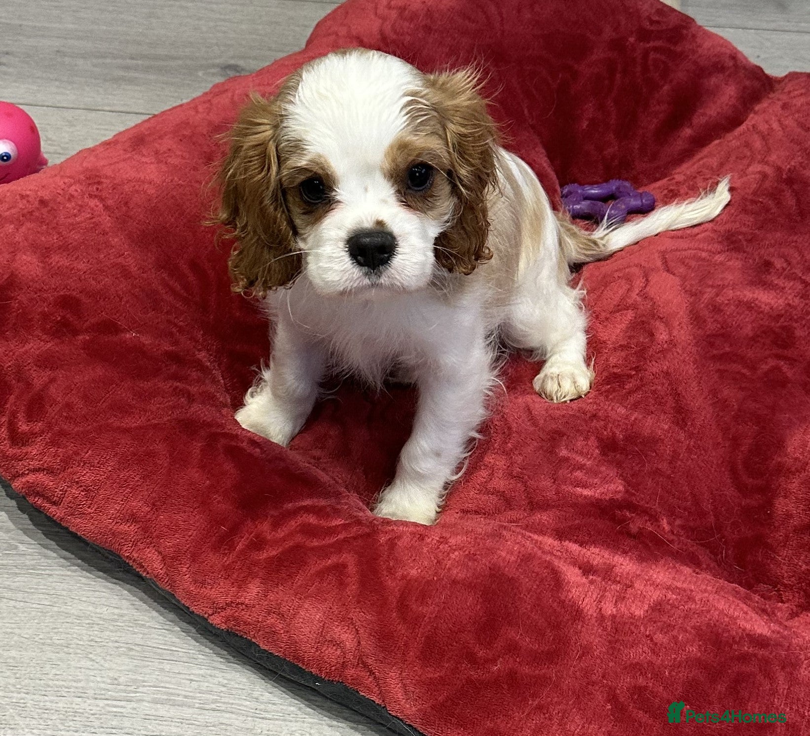 Cavalier King Charles Spaniel dogs Stunning Male Cavalier King Charles Bleinham Puppy - Advert 2