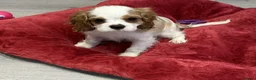 Cavalier King Charles Spaniel dogs for sale: Stunning Health Tested Cavalier King Charles Puppy - Advert 2