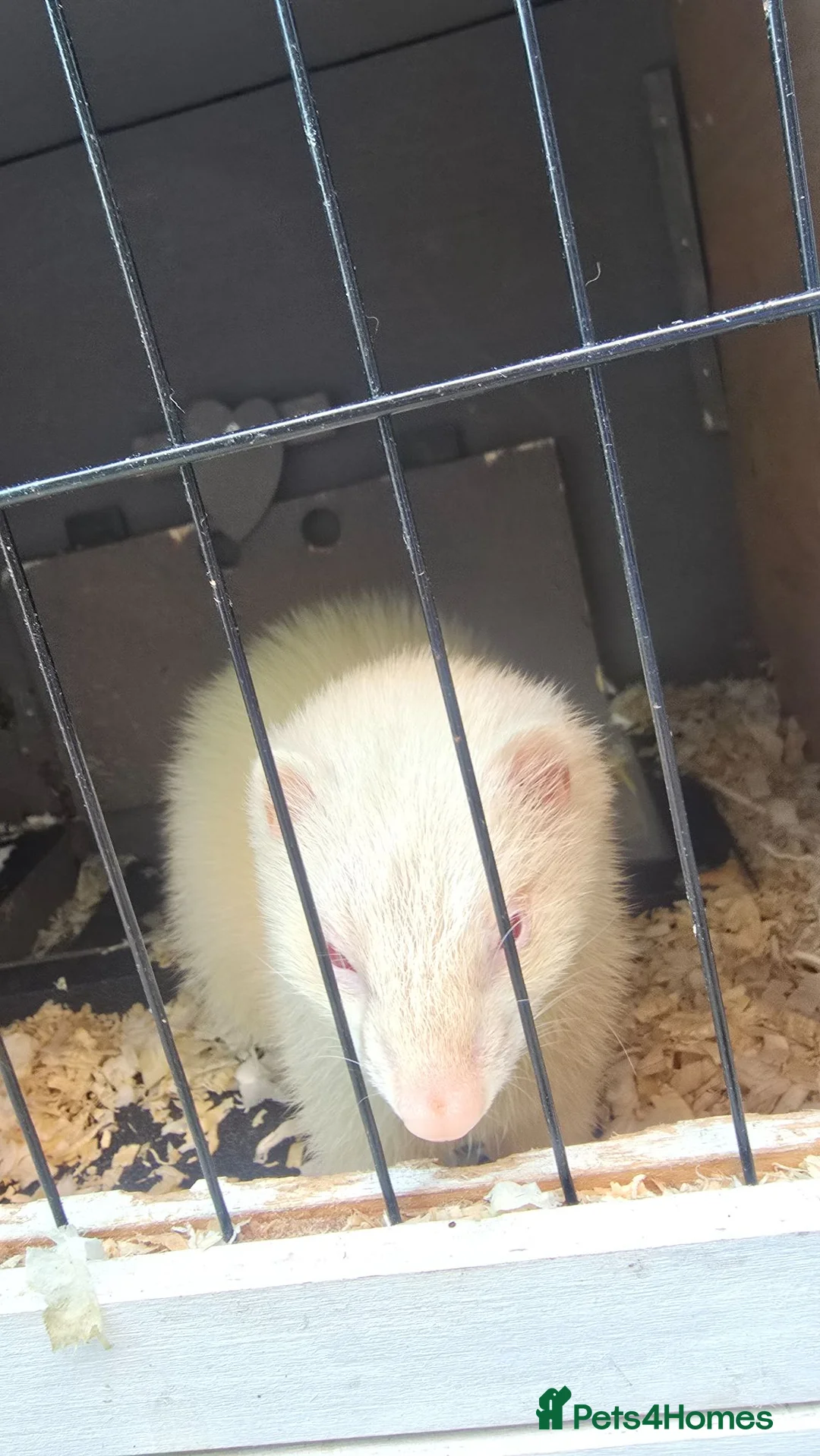 Ferret rodents for sale: Albino Jill - Advert 2