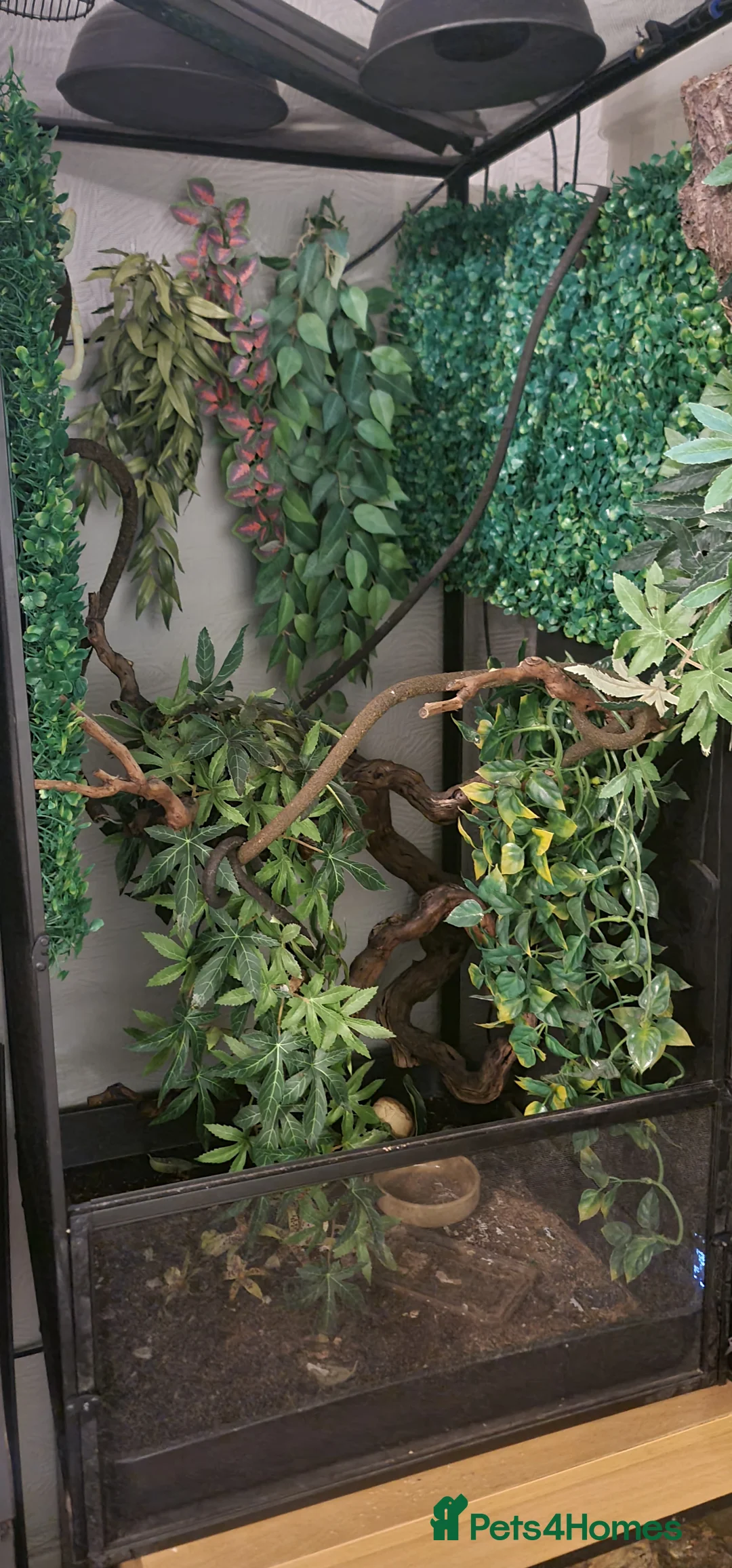 Chameleon reptiles for sale: Chameleon  in Taunton - Advert 2