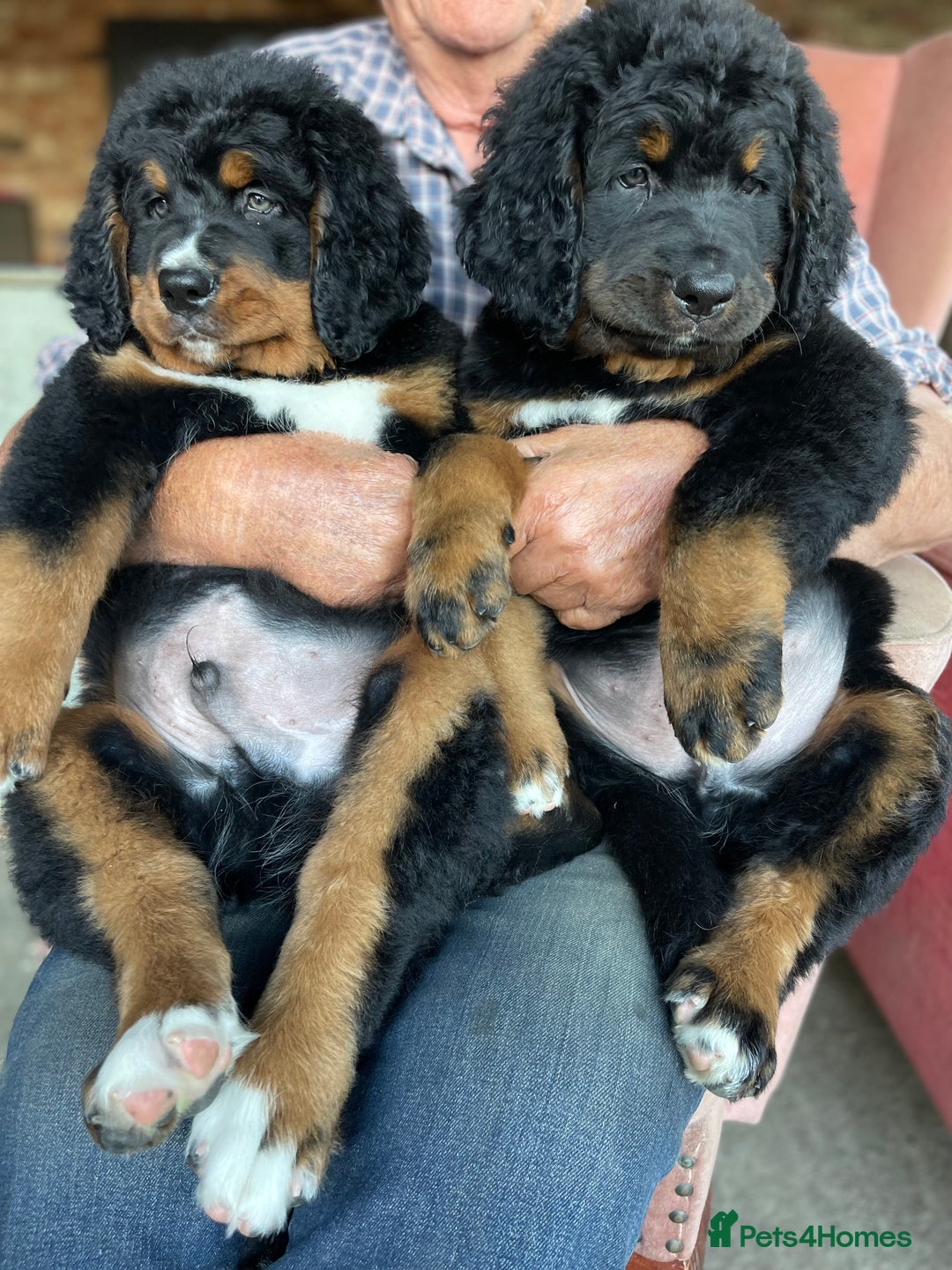 Bernedoodle dogs for sale: Bernese x poodle - Image 8
