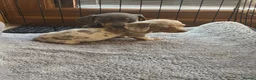 Dachshund dogs for sale: Miniature dachshund - Advert 6