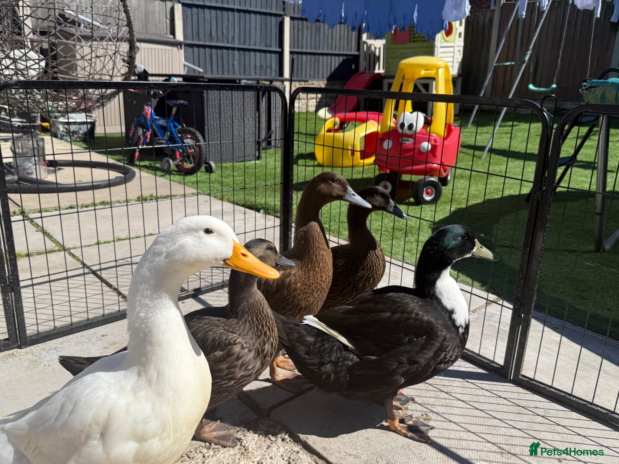 Ducks poultry 5 Ducks To Good Home! - Advert 1