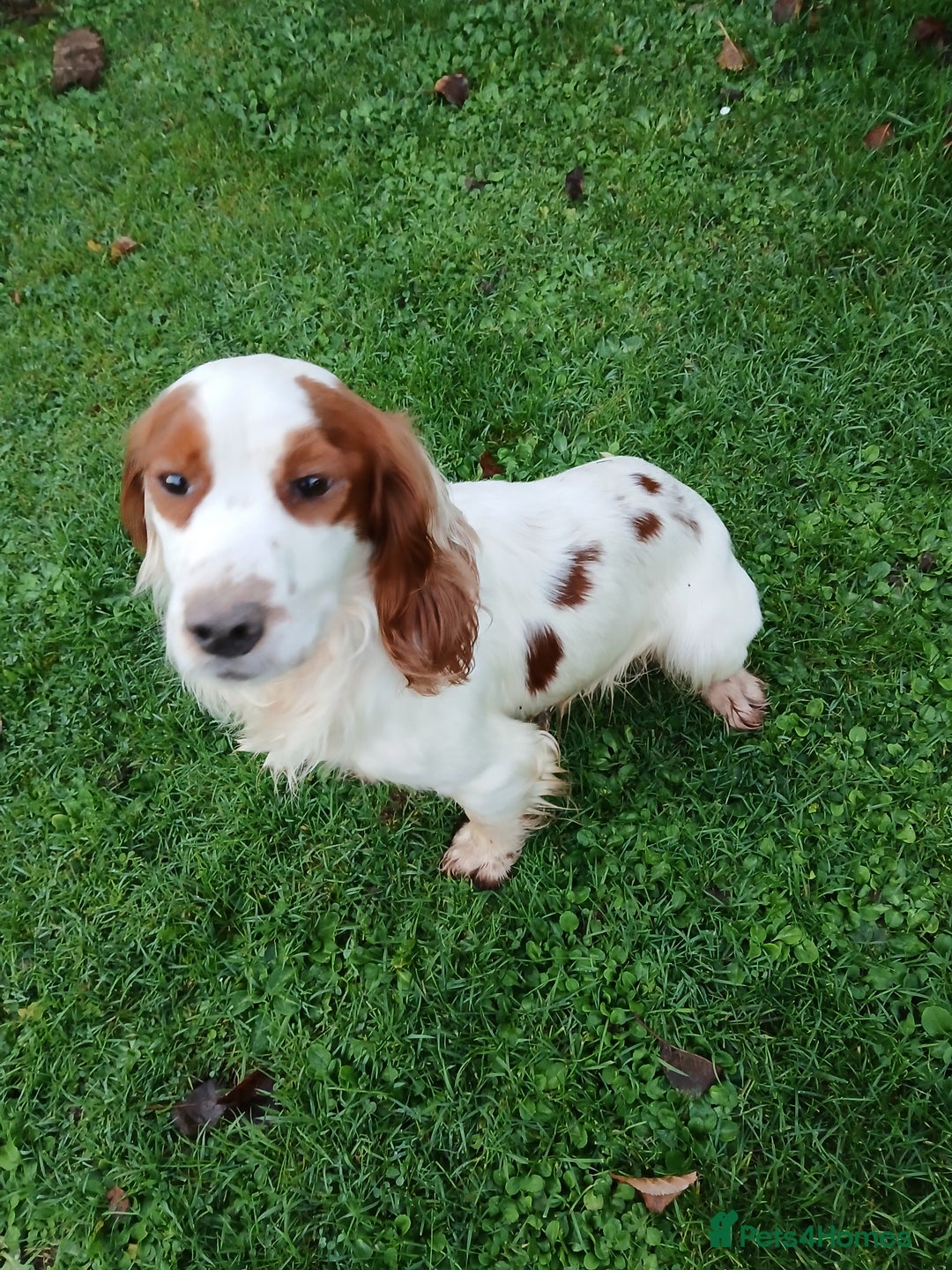 Cocker Spaniel dogs for stud: Lemon and White Cocker Spaniel For Stud - Advert 2