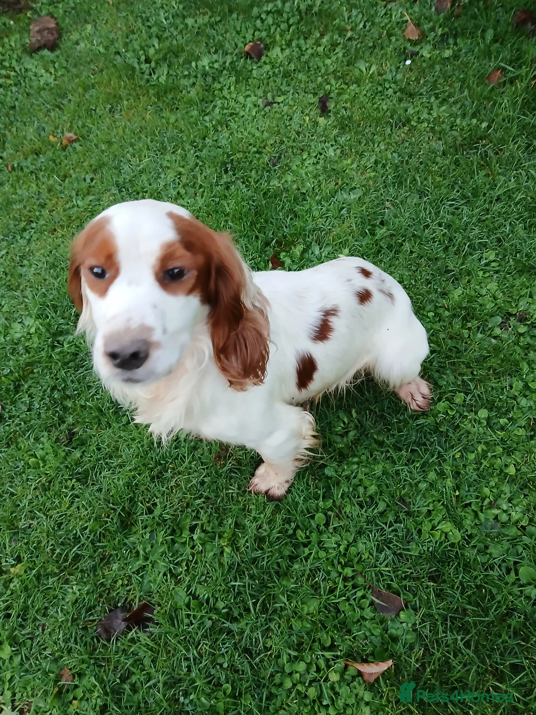 Cocker Spaniel dogs for stud: Lemon and White Cocker Spaniel For Stud - Advert 2