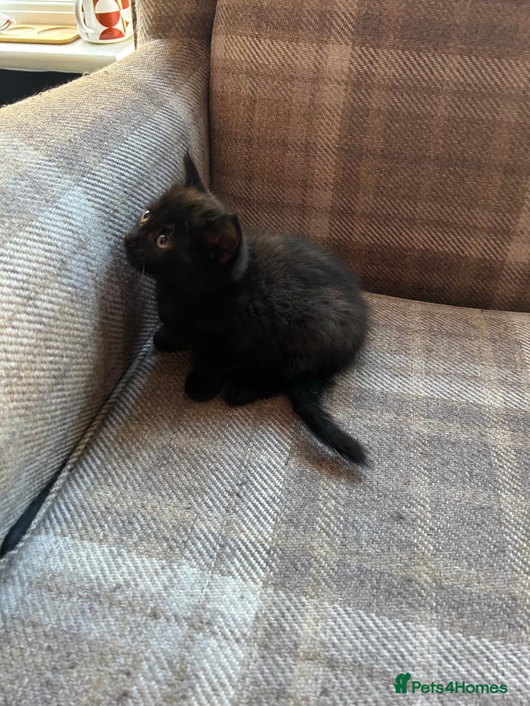 Ragdoll cats for sale:  2half Ragdoll and half domesticshorthair for sale - Advert 17