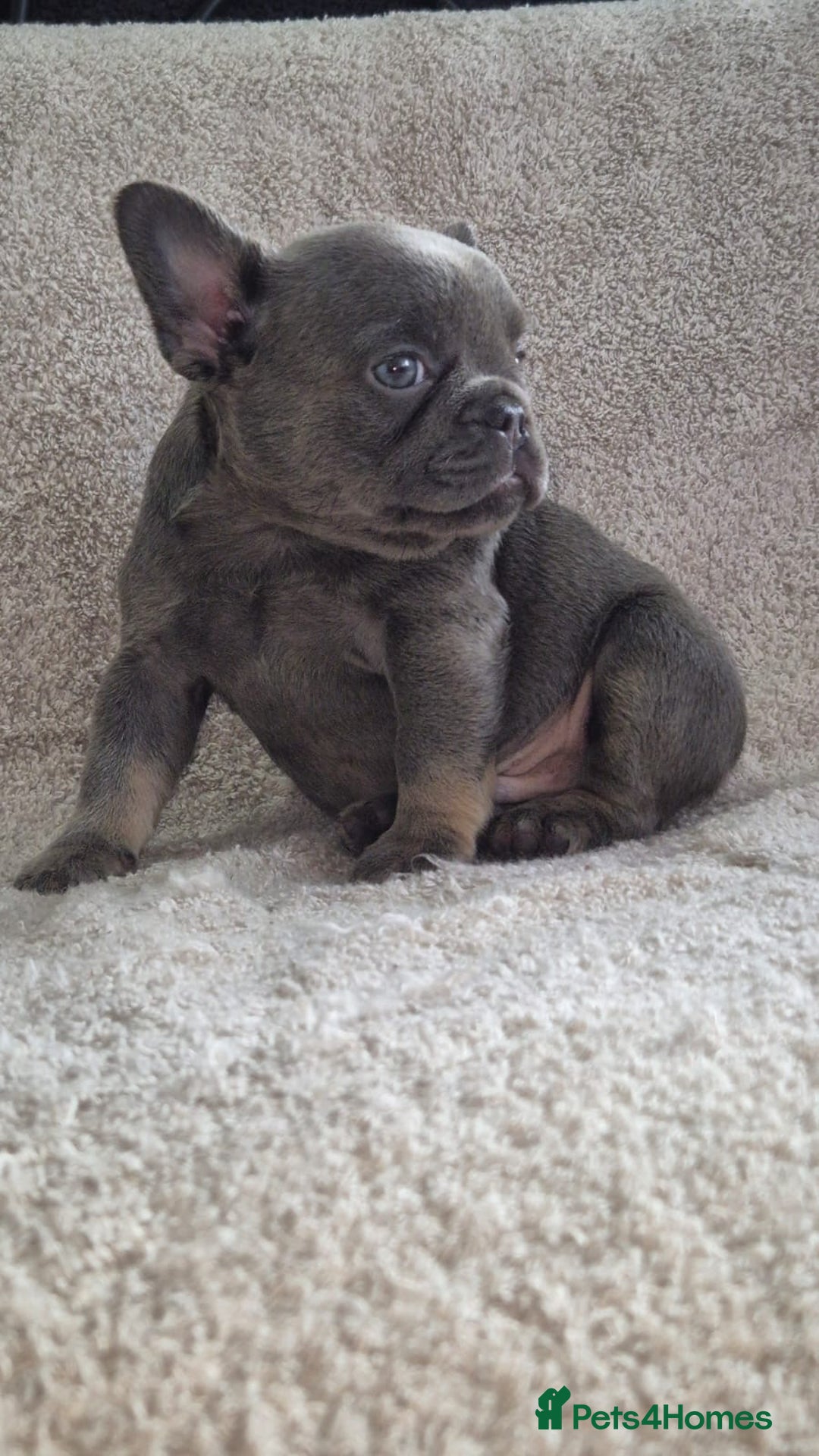 French Bulldog dogs for sale: French Bulldog puppies  - Advert 4