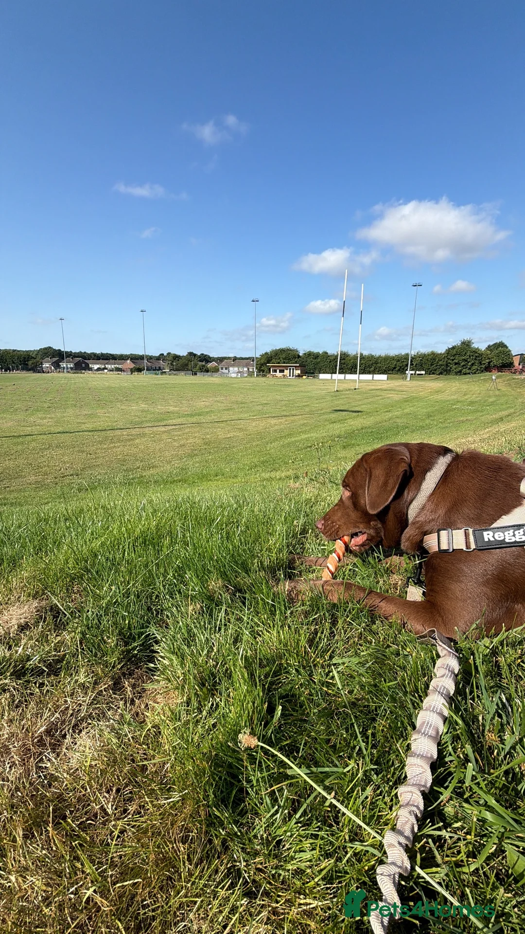 Labrador Retriever dogs for sale: Stunning chocolate Labrador  - Advert 2