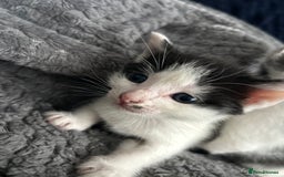 Mixed Breed cats for sale: 5 beautiful, inquisitive fluffy kittens - Image 12