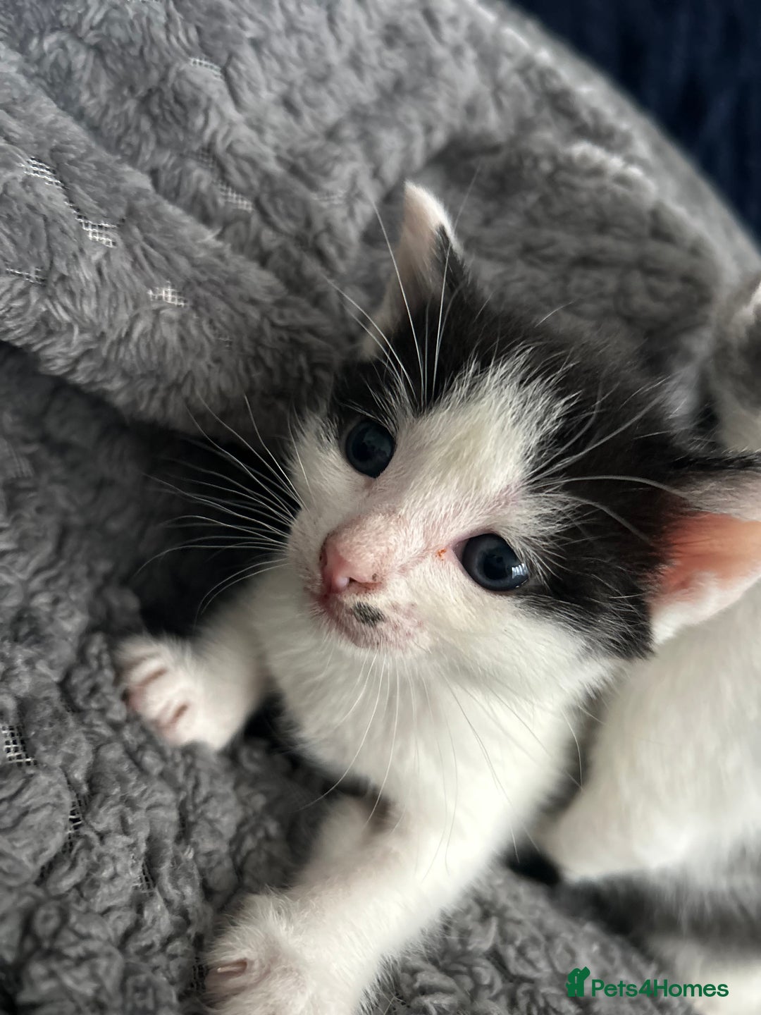 Mixed Breed cats for sale: 5 beautiful, inquisitive fluffy kittens - Image 12