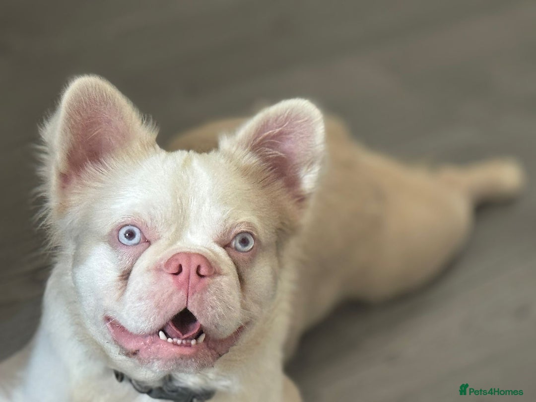 French Bulldog dogs for stud: 💕Rocco- pink fluffy boy for stud💕 - Advert 3