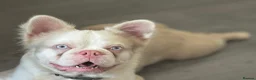 French Bulldog dogs for stud: 💕Rocco- pink fluffy boy for stud💕 - Advert 12