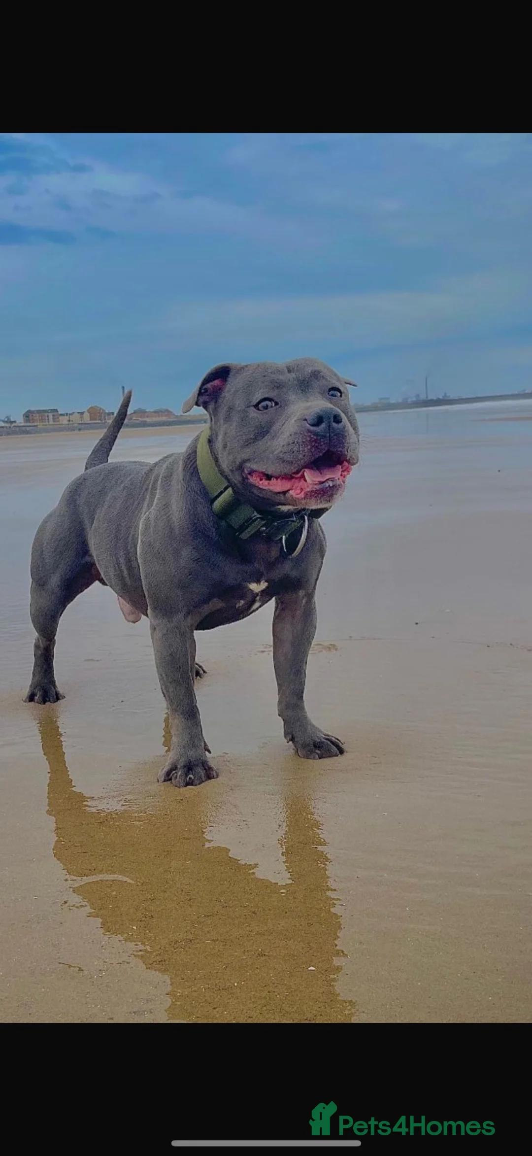 Staffordshire Bull Terrier dogs for stud: Blue Staffordshire Bull Terrier Champion Stud in Swansea - Advert 6