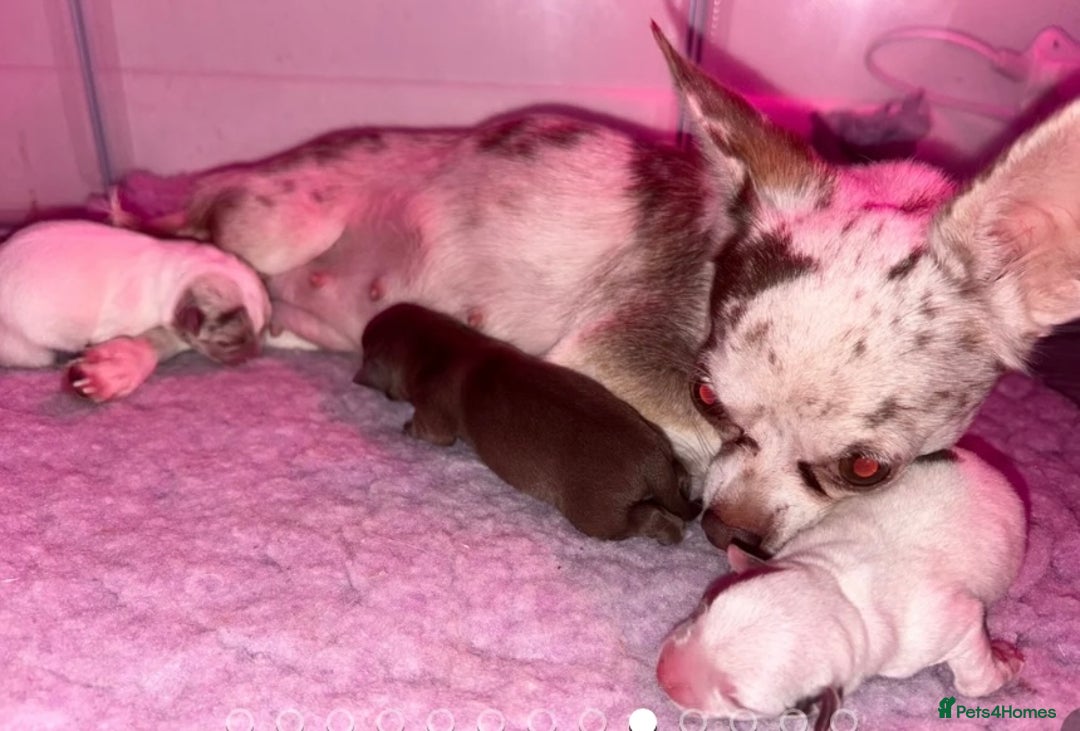 Chihuahua dogs for sale: 🐶 xxs Stunning pure chihuahua pups 🐶 - Image 3