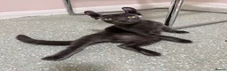 Sphynx cats for sale: Stunning sphinx kittens  - Advert 5