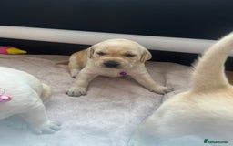 Labrador Retriever dogs for sale: Top Pedigree Labrador retriever puppies - Image 6