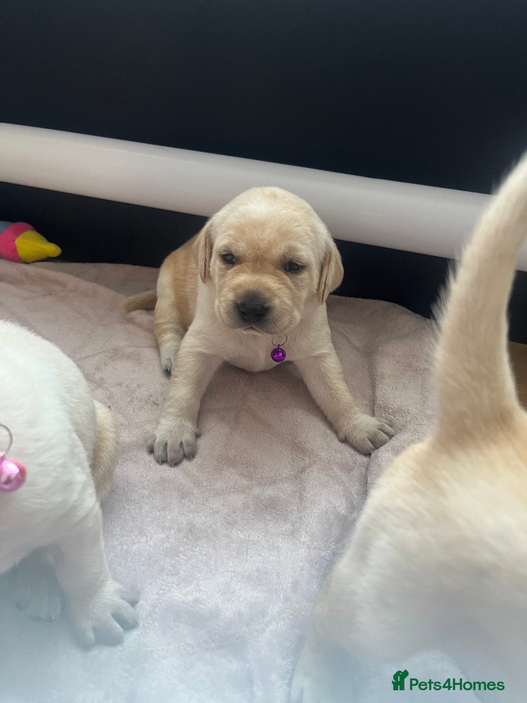 Labrador Retriever dogs for sale: Top Pedigree Labrador retriever puppies - Image 6