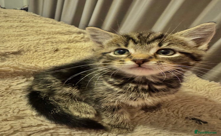 Mixed Breed cats - Advert 2