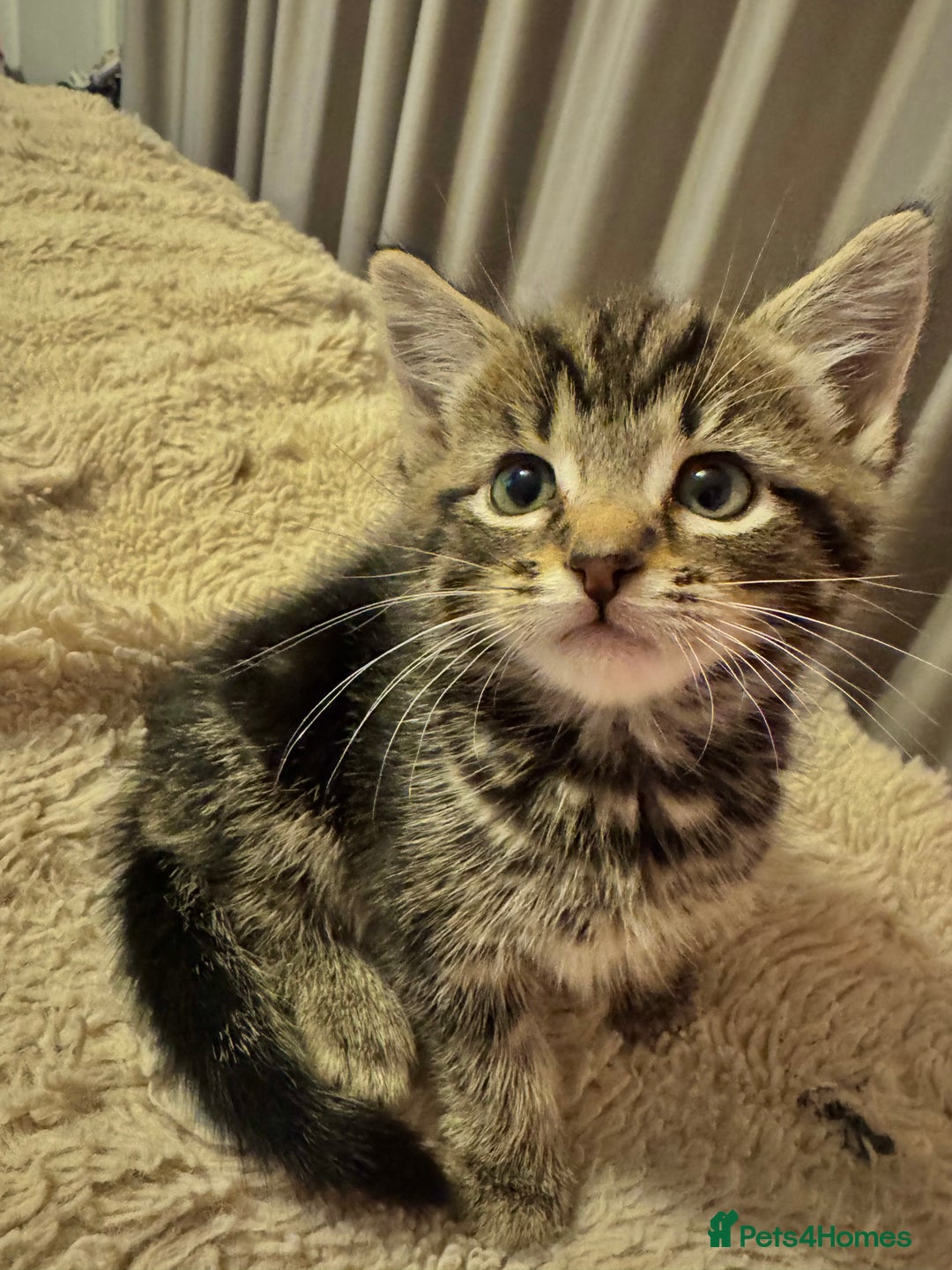 Mixed Breed cats for sale: Kitten for sale - Image 1