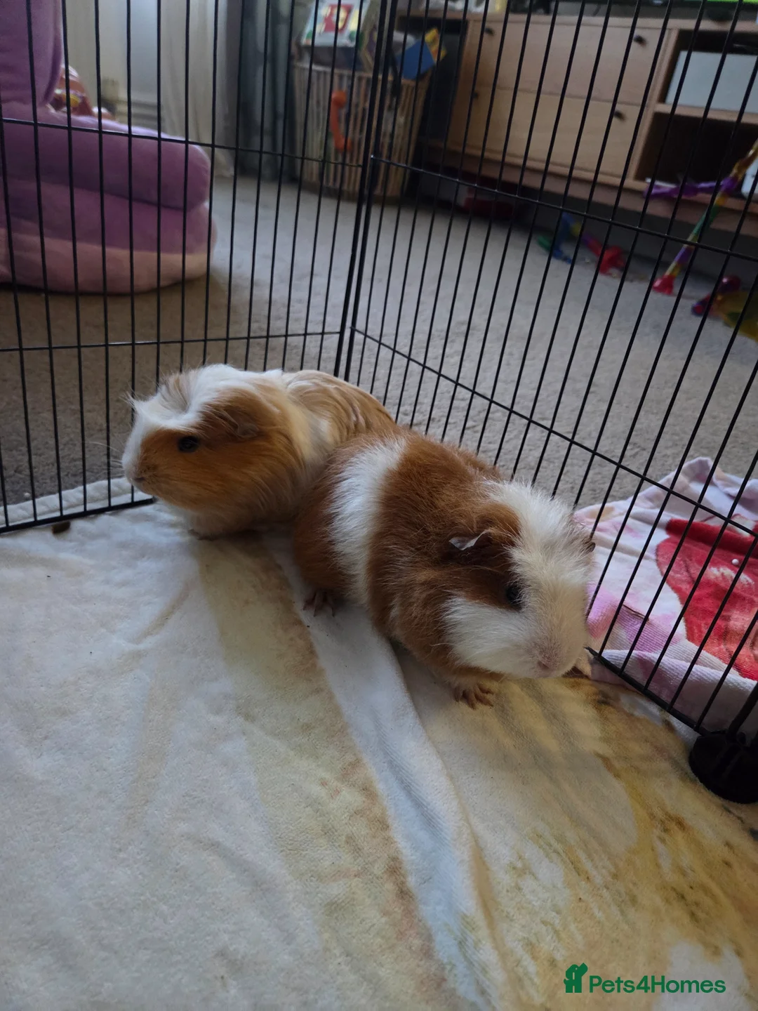 Guinea Pig rodents for sale: Male Guinea Pigs 'Sonny' & 'Waffle' in Lytham Saint Annes - Advert 2