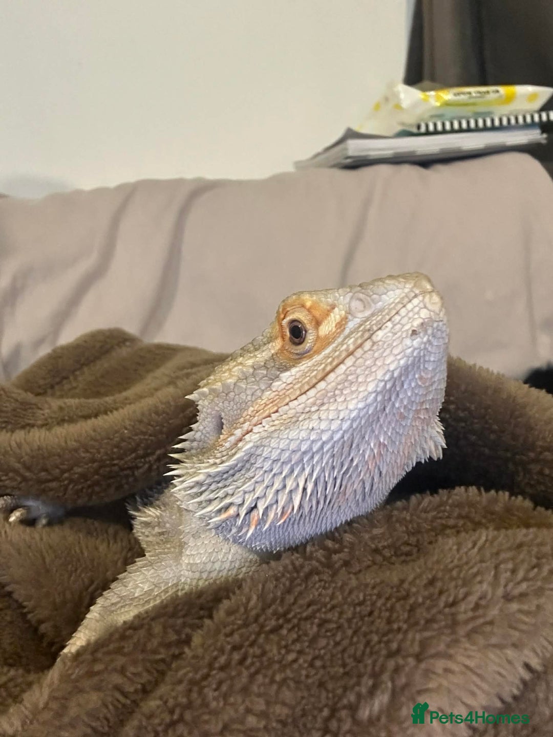 Bearded Dragon reptiles for sale: Female Bearded Dragon - Advert 3