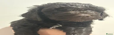Cockapoo Puppy 5