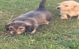 Miniature Dachshund dogs for sale: English Cream Mini Long Haired Dachshund  - Image 12