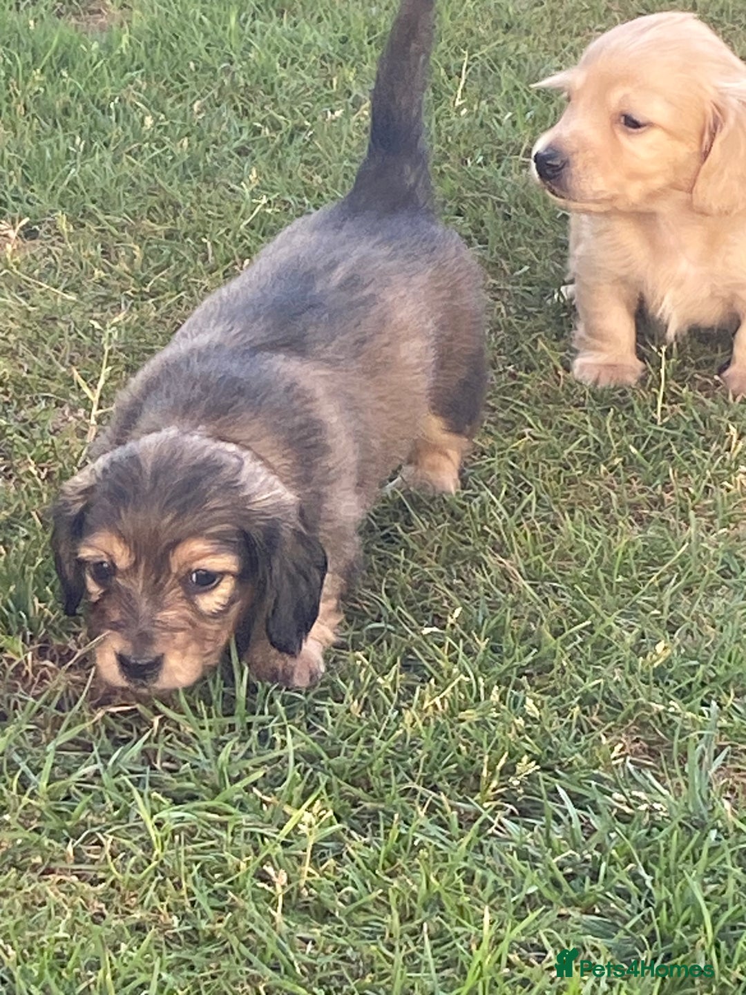 Miniature Dachshund dogs for sale: English Cream Mini Long Haired Dachshund  - Image 12