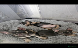 French Bulldog dogs for sale: 7french bulldogs for sale  - Image 15